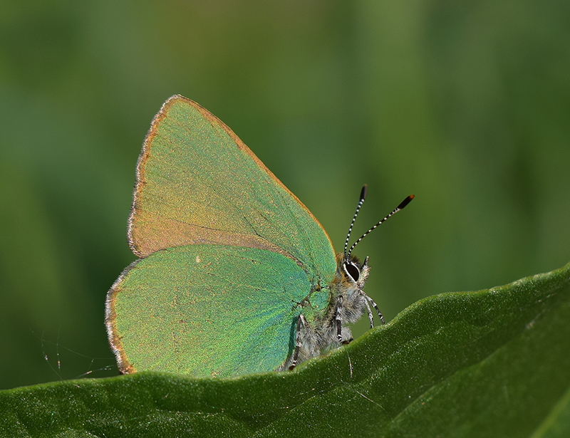 Callophrys rubi, Lycaenidae